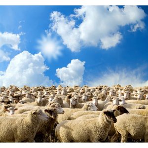 SG3310 herd sheep farming