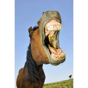 SG3311 horse head mouth