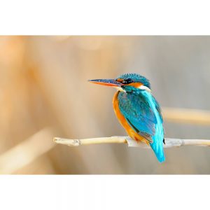 SG3320 kingfisher bird wildlife perch