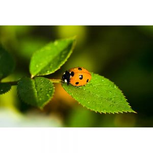 SG3322 ladybird insect wildlife leaf