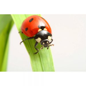SG3325 ladybird insect wildlife grass