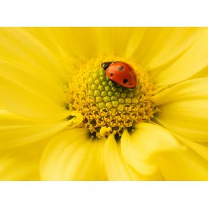 SG3326 ladybird insect wildlife flower
