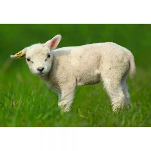 SG3327 lamb spring sheep