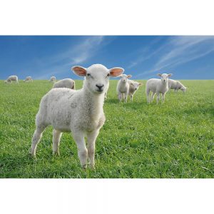SG3328 lamb spring sheep