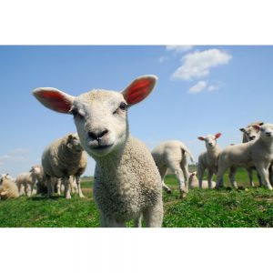 SG3329 lamb spring sheep