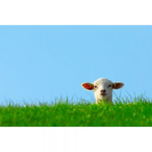 SG3330 lamb spring sheep