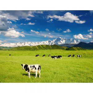 SG3331 landscape grazing calves cows