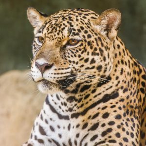 SG3332 leopard wildlife