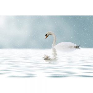 SG3337 swan lake winter