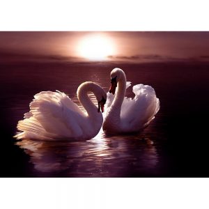 SG3338 swans heart water sunset