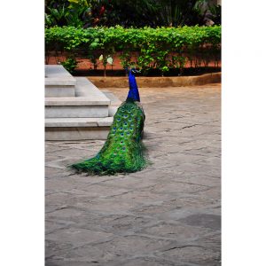 SG3339 male peacock