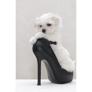 SG3340 maltese puppy shoe
