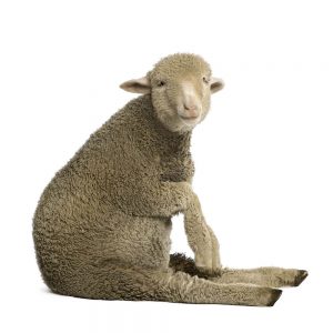 SG3342 merino lamb sat