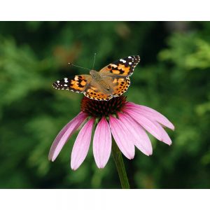 SG3345 painted lady butterfly echinacea flower
