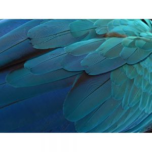 SG3346 parrot feathers
