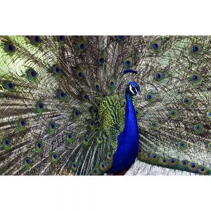 SG3347 peacock bird feathers