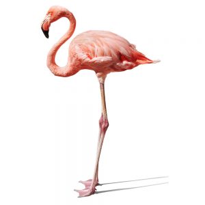 SG3349 pink flamingo bird