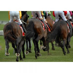 SG3351 race horses
