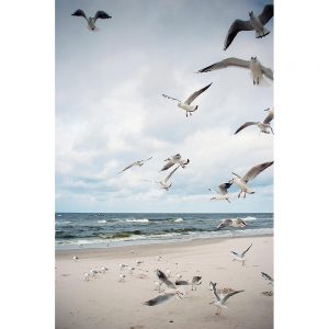 SG3356 seagulls baltic sea