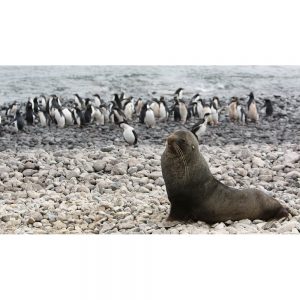 SG3357 seal shetland islands