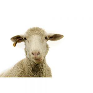 SG3358 sheep farm