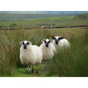 SG3359 sheep farm
