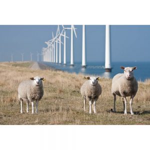 SG3360 sheep grazing wind turbines