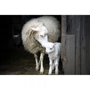SG3361 sheep lamb doorway barn