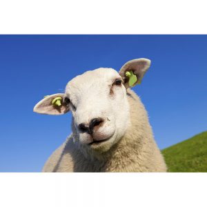 SG3362 sheep lamb spring