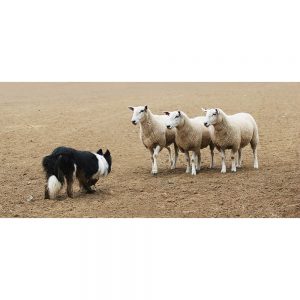 SG3363 sheep dog dirt field