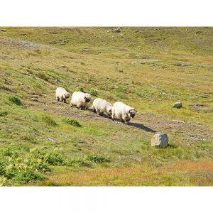 SG3366 small herd sheep swiss alps