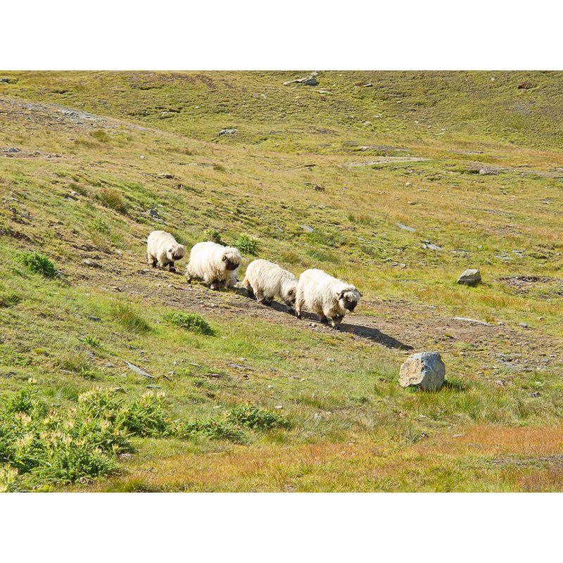 SG3366 small herd sheep swiss alps