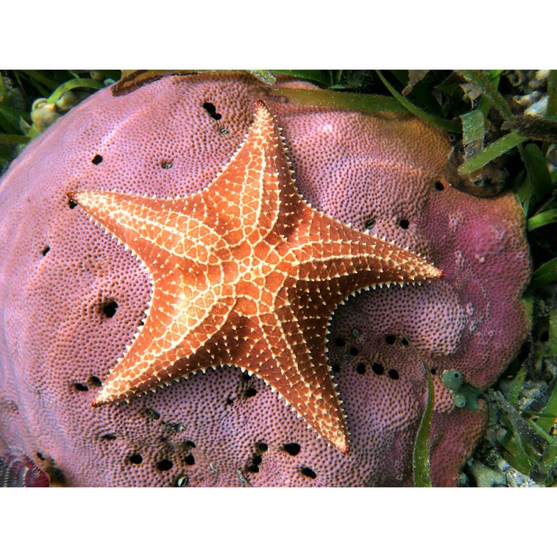 SG3367 starfish sea ocean