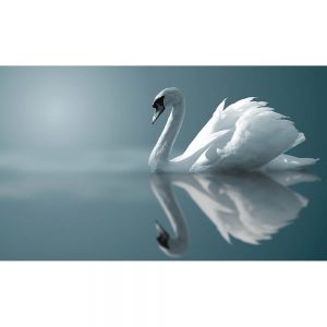 SG3369 swan lake bird water