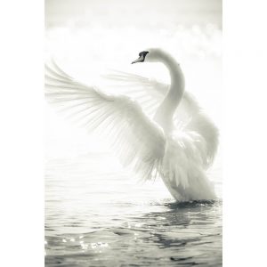 SG3370 swan lake water bird