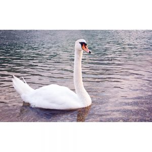 SG3371 swan lake water bird