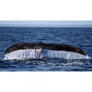SG3372 tail whale water ocean