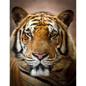 SG3373 tiger face