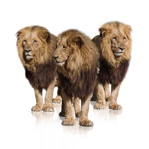 SG3375 trio lions