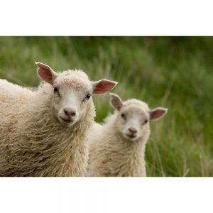 SG3376 twin lambs sheep