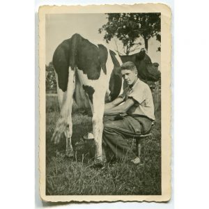 SG3382 vintage photo young man milking cow