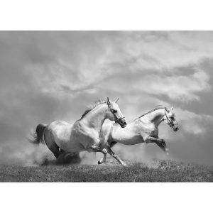 SG3385 white horses dust