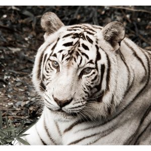 SG3387 white tiger face