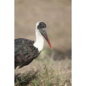 SG3390 woolly necked stork