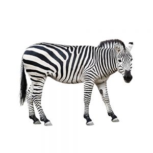 SG3391 zebra wildlife