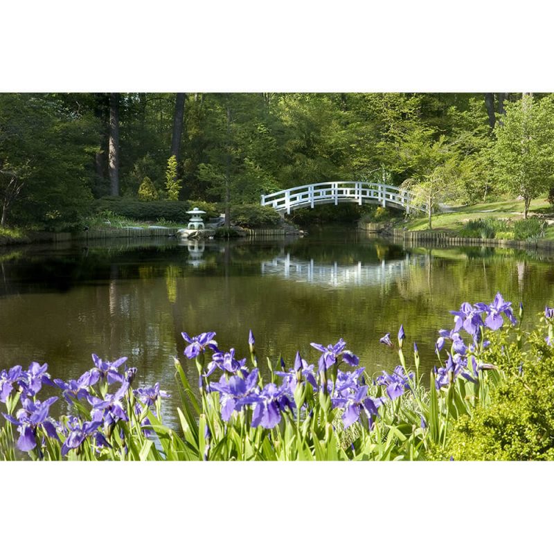 SG3446 japanese zen garden bridge purple iris water