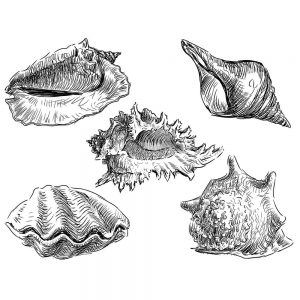 SG3484 seashells