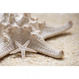 SG3491 starfish