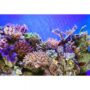 SG3515 tropical sea underwater coral reef fish