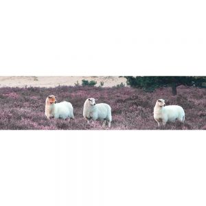 SG3680 sheep pink heather flowers